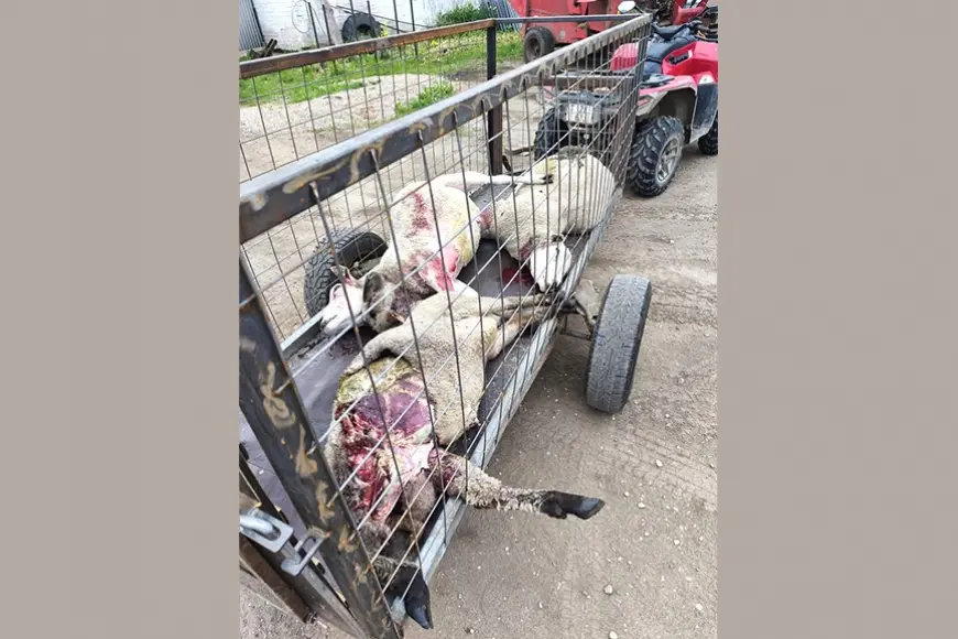 Latgale: Izvaltas zemniekam vilki posta ganāmpulku