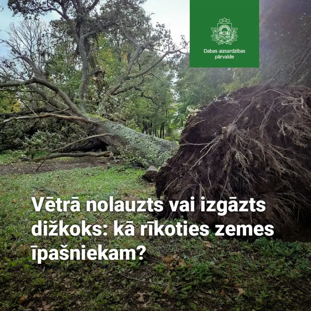 Vētrā gāzts vai nolauzts dižkoks: kā rīkoties īpašniekam?