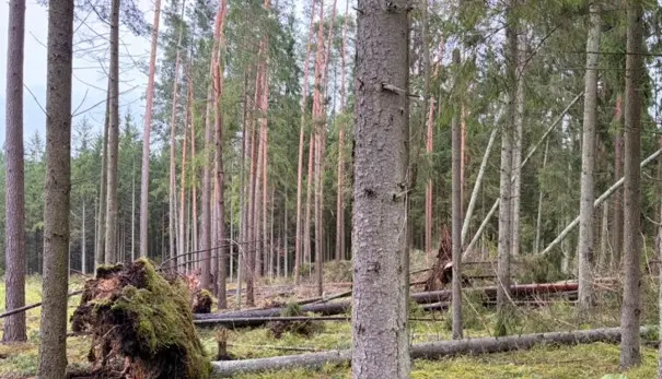 Rīcība vētras gāzto un lauzto koku izvākšanai