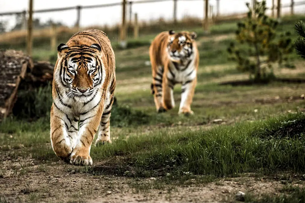 Vidzeme: Siguldas zoodārzā atklāta tīģeru māja