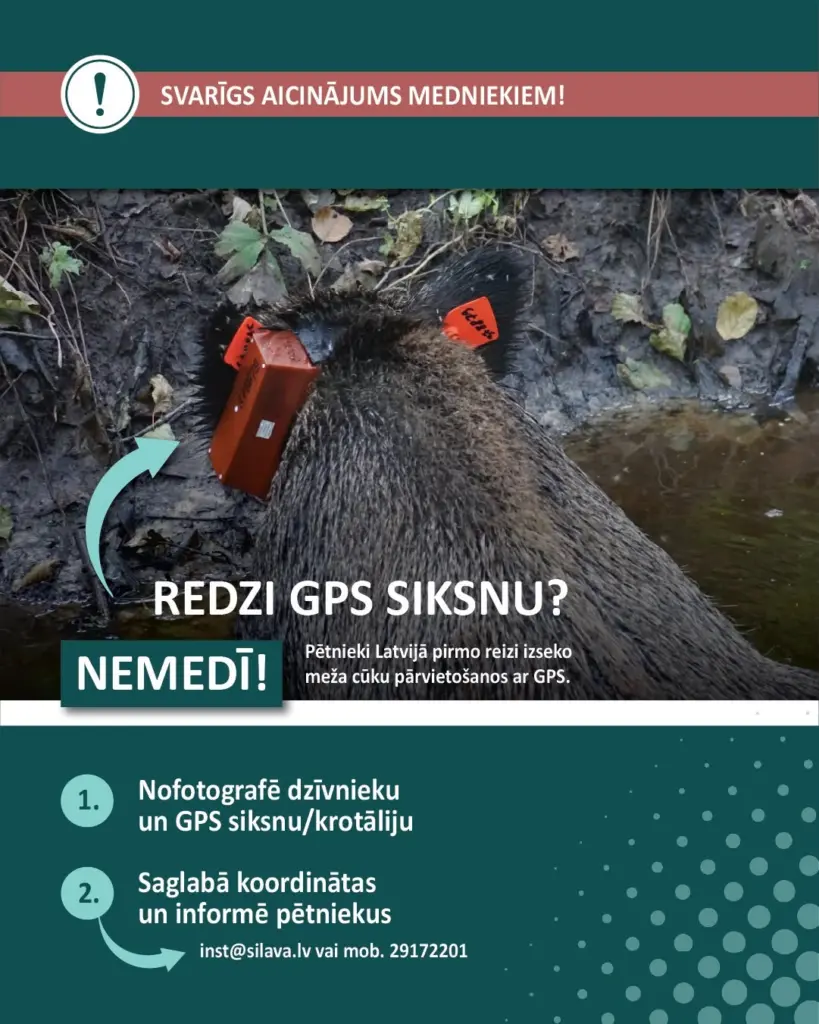 Mežacūkas Cēsu novadā aprīko ar GPS kaklasiksnām. Pētnieki aicina iezīmētos dzīvniekus nemedīt