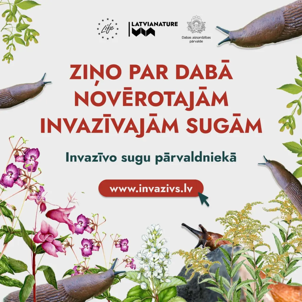 Pamani svešinieku Latvijas dabā? Ziņo par invazīvām sugām!
