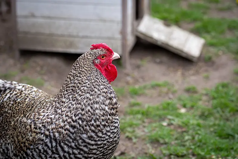 Pārtikas un veterinārais dienests mājputnu turētājiem atgādina par biodrošību