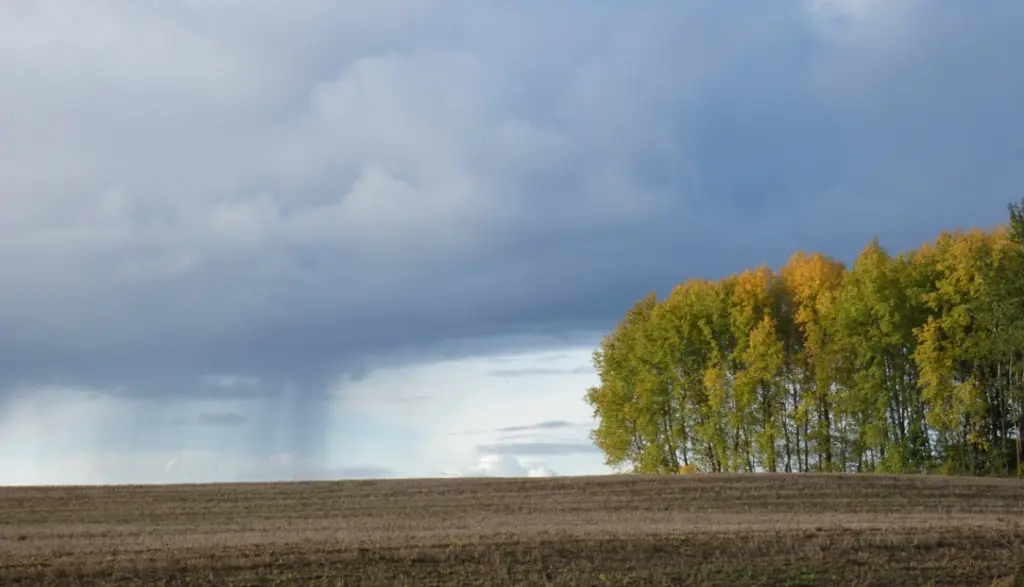 Lauksaimnieki ISIP avansu saņems jau no 15. septembra