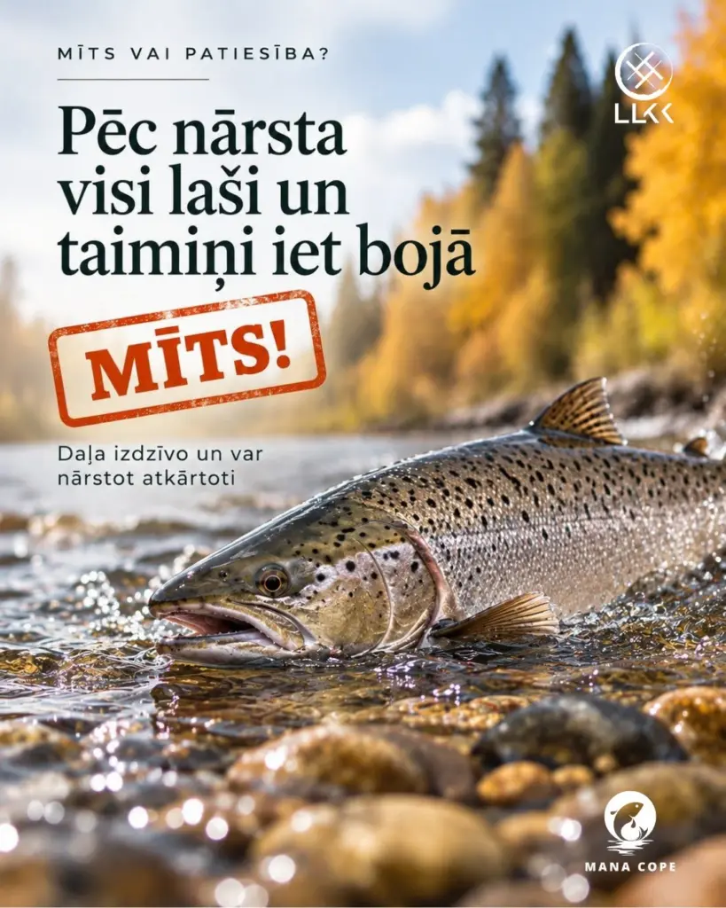Mīts vai patiesība, ka pēc nārsta visi laši un taimiņi iet bojā?