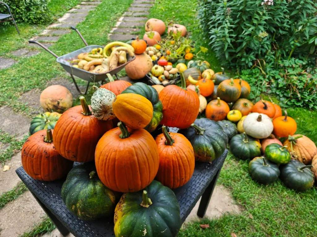 Ķirbju raža (+ foto)