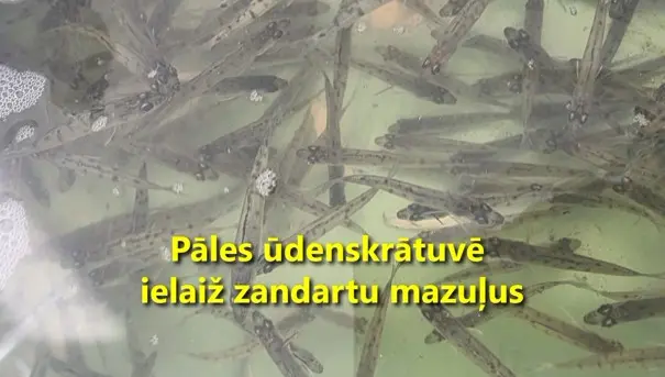Pāles ūdenskrātuvē pēc ilgāka pārtraukuma ielaisti zandartu mazuļi