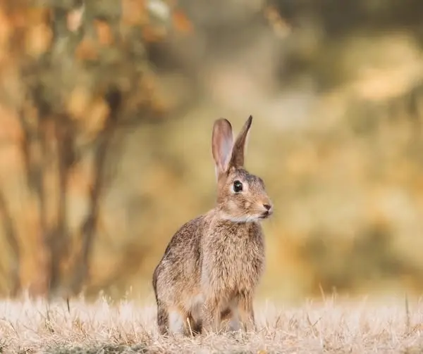 Līgatnes dabas takās iedzīvojies garausains jaunpienācējs